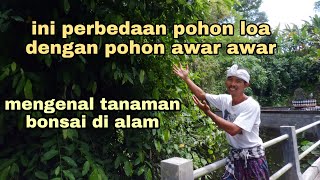Mengenal pohon LOA dan pohon AWAR AWAR di alam