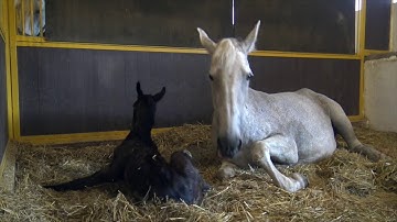 Procházka Národním hřebčínem Kladruby nad Labem – porodnice 2020
