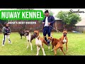 All About Boxer Breed | Boxer Breed Information And Breed Standards | NUWAY KENNEL AMBALA | SCOOBERS