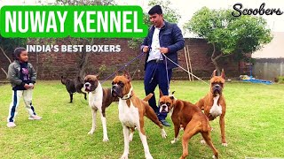 All About Boxer Breed | Boxer Breed Information And Breed Standards | NUWAY KENNEL AMBALA | SCOOBERS