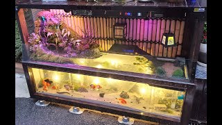 自作　和風水槽Ⅱ　アクアリウム　Aquarium