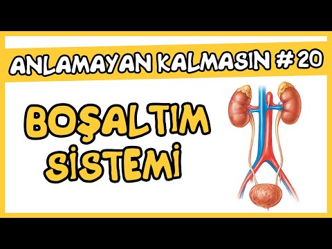 Anlamayan Kalmasın #20 Üriner Sistem (Boşaltım Sistemi) / AYT Biyoloji