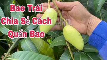 Bao Trái, Chia Sẻ Cách Quấn Bao Xoài | VTK.CHANNEL