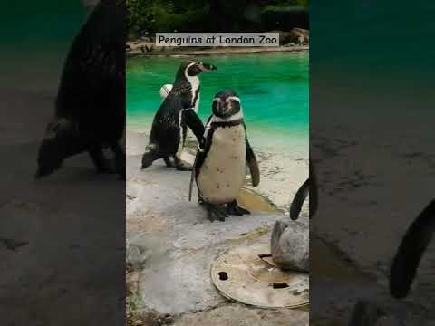 Penguins at London