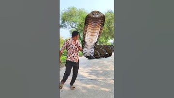 Anaconda snake in real life P200#shorts #short #snake #nagin #python #anaconda #snakes #bigsnake
