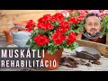 Mi bajom a muskátlival?! | kert TV