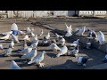 Бойные Голуби🕊🔜Новые концепции совместно с приобретением!📦 #pigeons #wardoves #голуби #fight #fly