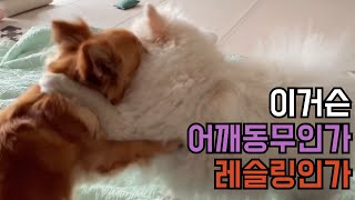 산책하고도 에너지 넘치는 두 강아지(two puppies after a walk, but with still full of energy)