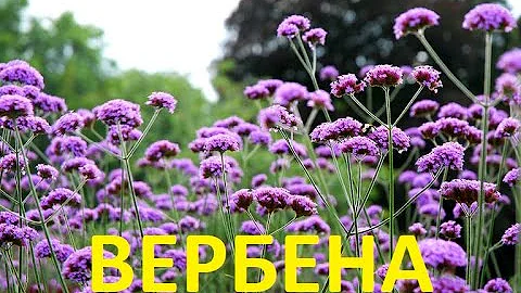Вербена I Чудесные свойства для здоровья
