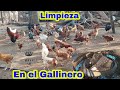 Limpieza y Mantenimiento al Gallinero.