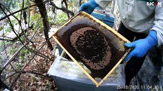 Правильная сборка гнезда пчелосемей гарантия 100% эимовки.