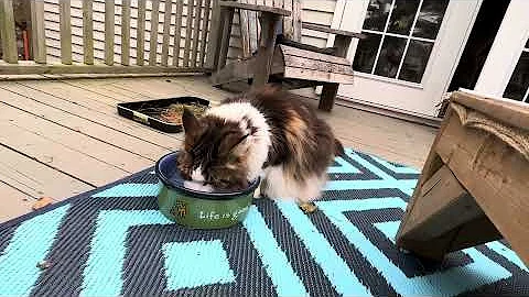 Watch the video about Two big cute n fluffy MaineCoon kitties | catio life | cats pets animals family vlog