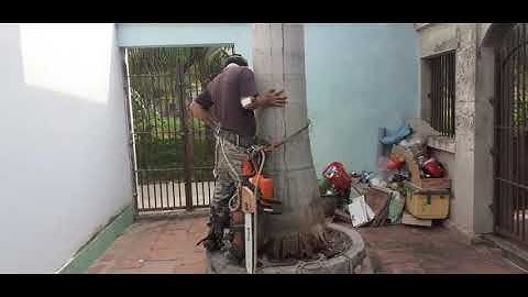 Dụng cụ trèo cây cưa cây hái lan bắt ong 0335636421(khánh hàng 1)