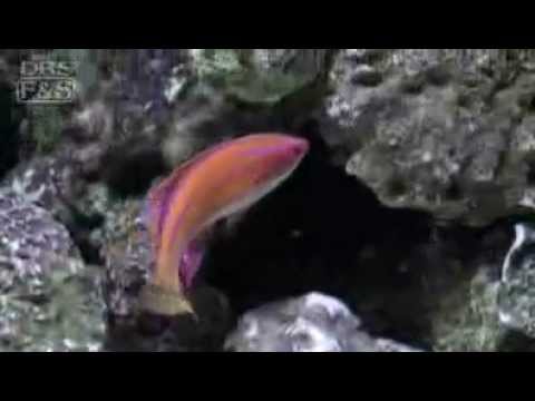 mccosker s flasher wrasse