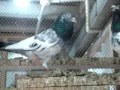 Ch naveed pigeons 03004329940