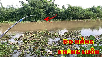 Câu Cá Mè Vinh Gặp Con Hugo Kéo Bo Cần Đã Tay | Fishing Miền Tây