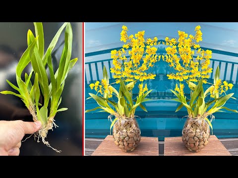 Video: Binnehuise Orgidee-planttipes - Verskillende variëteite van orgideëblomme