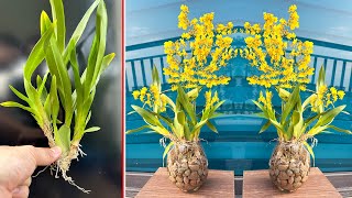 Growing Orchid Flower Oncidium yellow with RockWater. Discover SUPER IDEA Amazing Office