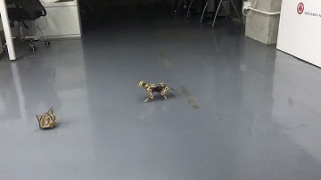 Unleash Your Inner Cat Scientist | Programming Fun with the Petoi Nybble | PetoiCamp