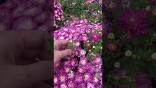 видео: Тюмень. Как я сохраняю мультифлору зимой #саженцы #цветы #мультифлора #хризантема #garden #сад #дача картинка: Тюмень. Как я сохраняю мультифлору зимой #саженцы #цветы #мультифлора #хризантема #garden #сад #дача