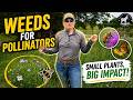 👉 Stop Killing Weeds… Here’s Why 🐝