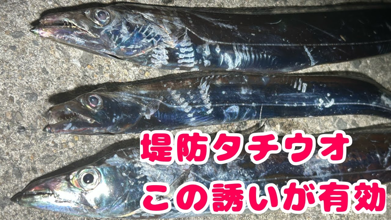 【堤防太刀魚釣り】テンヤはこの誘いがやっぱり有効でした！
