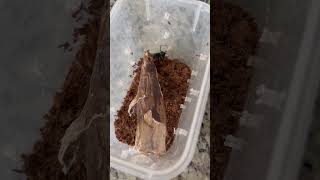 Jumping Spider Vs Black Widow