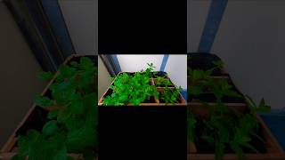 Small Balcony Garden