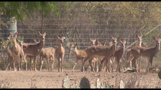 Whitetailed Deer Breeding In Nuevo Len