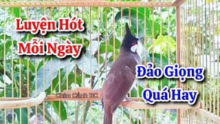 chào mào hót sáng kích bổi - luyện giọng hay ép bổi sổ bọng và căng lửa - chào mào hót đấu