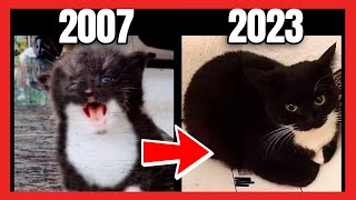 Evolution of Maxwell the Cat Meme 🐱 Part 5