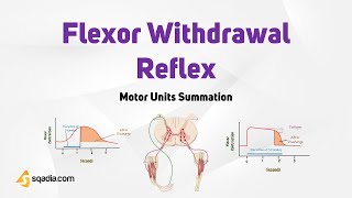 Motor Units Summation | Flexor Withdrawal Reflex