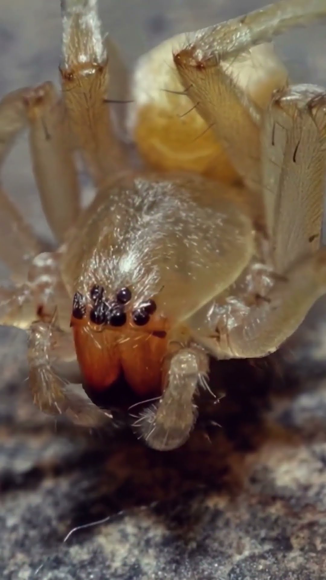 O que Acontece se Você for Picado por uma Aranha Jotosum?