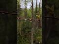 Sateella metsässä. Kyllä se vesitippakin voi olla kaunis.
