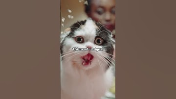 Why Do Cats Go Crazy for Catnip 🐱