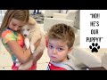 Bringing Home Pomsky Puppy!! Part 1!!