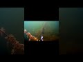 Duży Pike atakuje kamerę#shorts  #ryby#underwater #underwaterworld  #fishing#szczupak #pike #fish