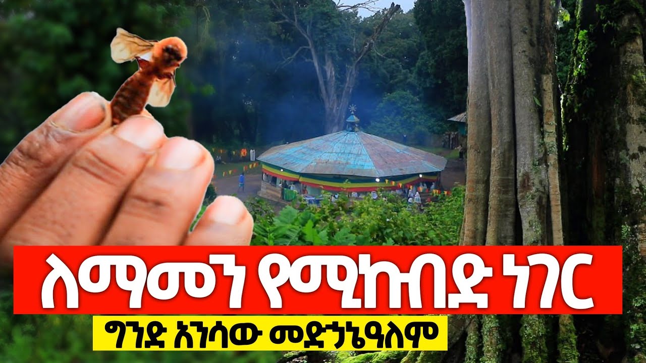 🎈ለማመን የሚከብድ ነገር ተፈጥሯል 🎈 ግንድ አንሳው መድኃኔዓለም ( 0916542642  0911392094 0916855609  0911076962 )