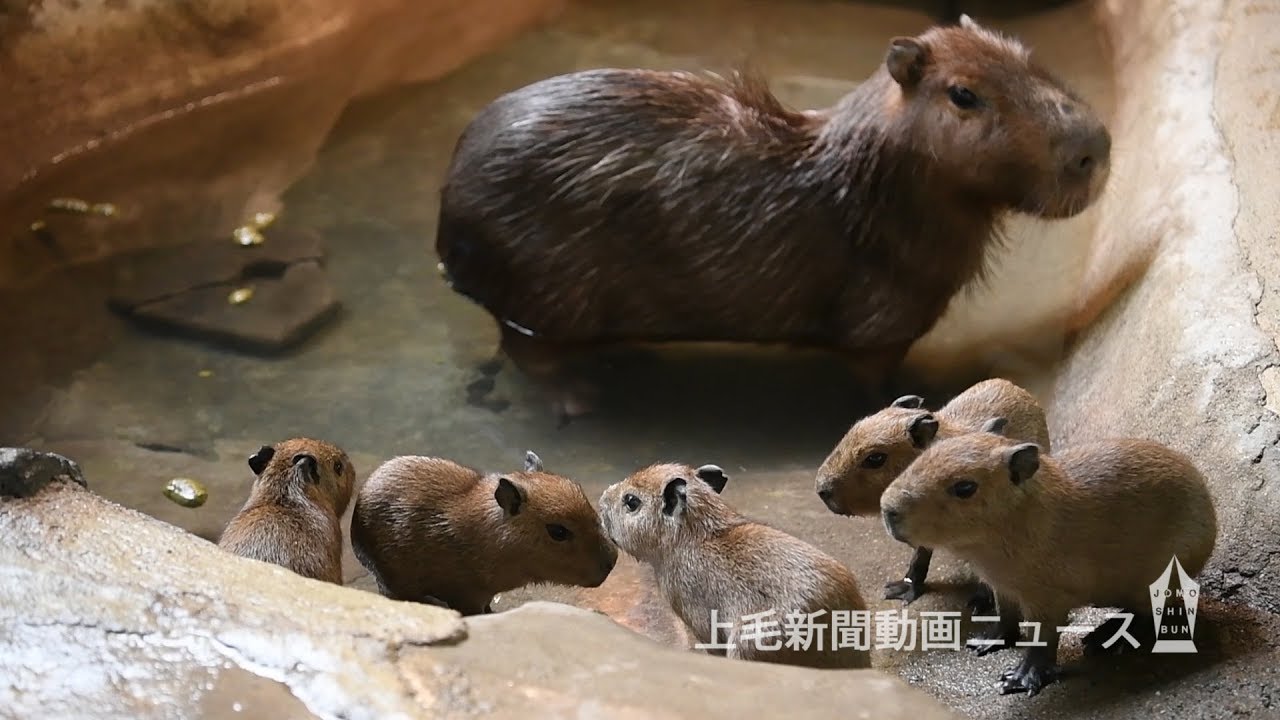 カピバラの赤ちゃんすくすく 草津熱帯圏で11日に五つ子誕生 - YouTube