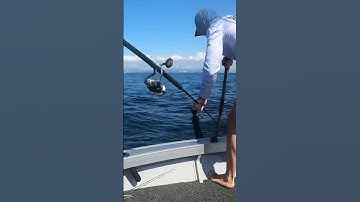 How to Gaff a Wahoo Solo #shorts #trending #fishing #goldcoast #wahoo #trolling #fishinglife #reels