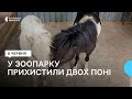 Миколаївський зоопарк прихистив двох поні з лінії фронту
