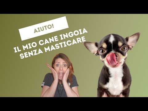 Video: 20 adorabili animali domestici che siedono e giudicano voi