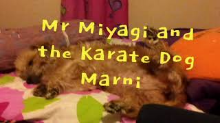 Mr Miyagi and The Karate Dog (pls read description)