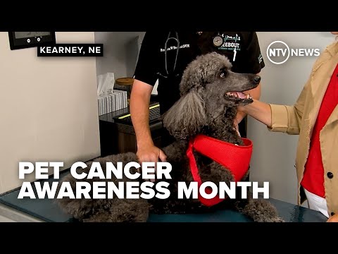 Pet Cancer Awareness