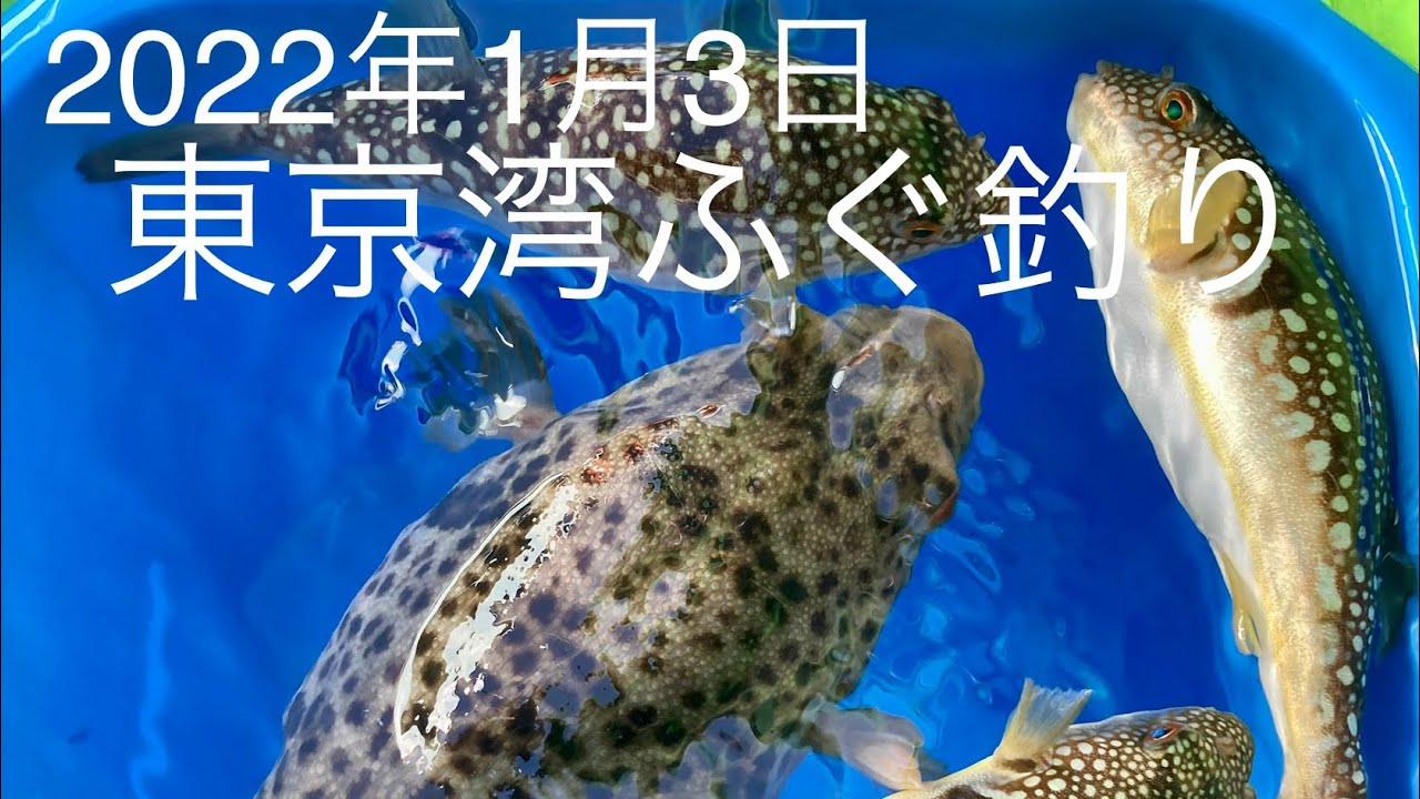 東京湾ふぐ釣り 22年1月3日 Youtube