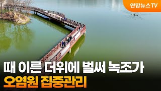 때 이른 더위에 벌써 녹조가…오염원 집중관리 / 연합뉴스TV (YonhapnewsTV)