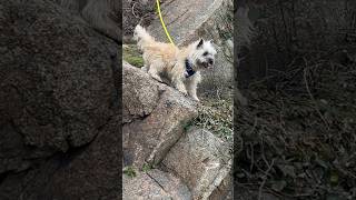 Cairn Terrier dogs rock climbing adventure