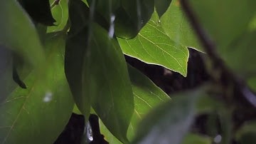 عبدالرحمن شتا || تلاوة هادئة سورة الرحمٰن 🌸