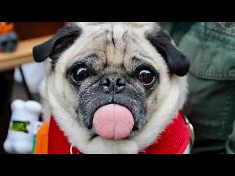 Consejos Generales Sobre Los Perros Pug