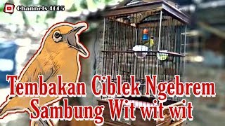 Pleci Tembakan Ciblek Ngebrem